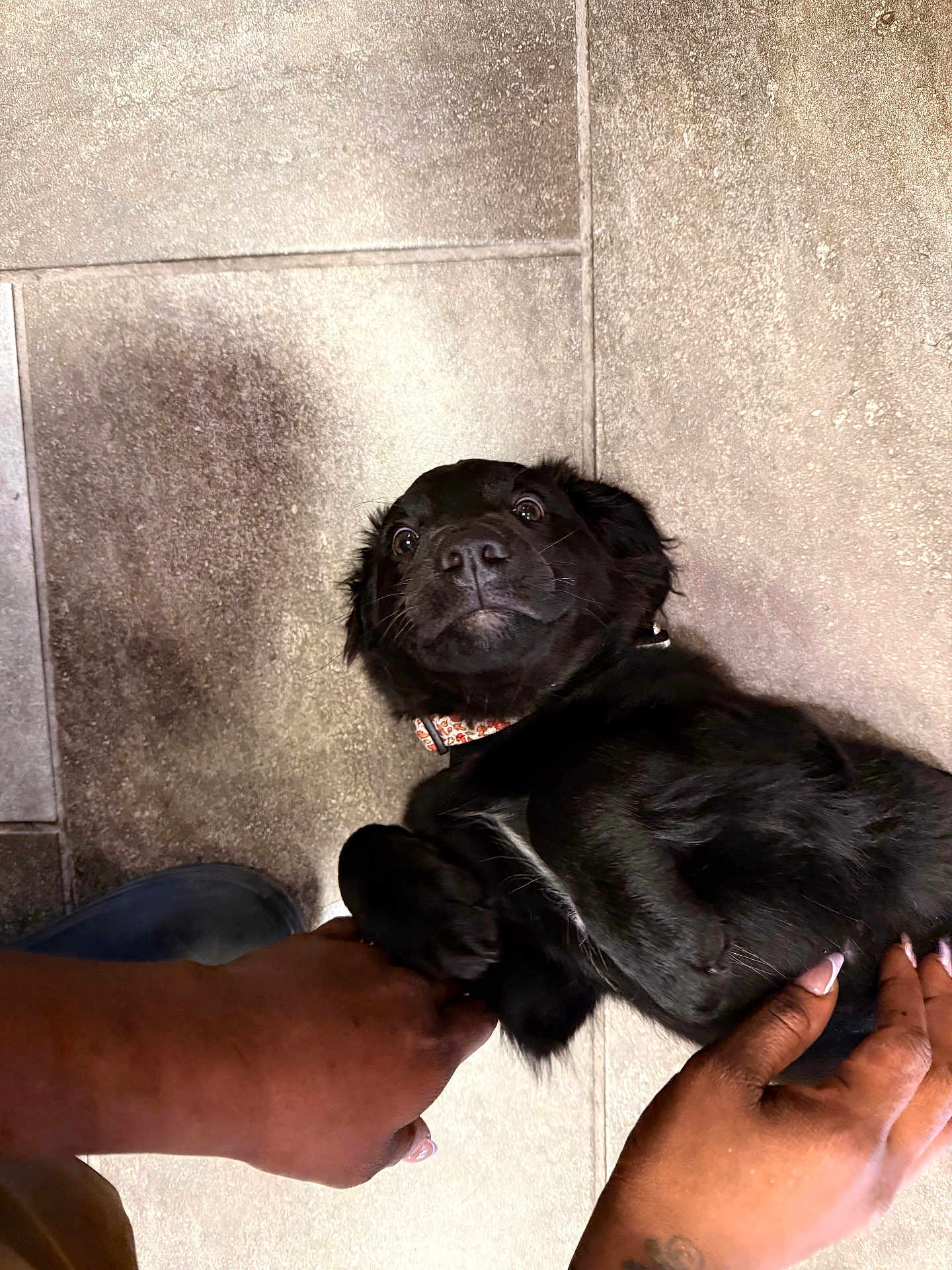 Lilly is registered to the contest to win money with this photo: dog, black_dog, pet, playing, hands, floor, tile, paws, collar, animal, cute, lying_down, indoor, interaction, trust, companion, friendly, mammal, domestic_animal, expression