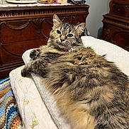 Stella joined the competition — help win amazing prizes! cat, tabby_cat, fluffy, pet, indoor, blanket, pillow, quilt, crocheted_blanket, wooden_furniture, dresser, vintage, cozy, relaxed, animal, feline, fur, resting, home, bedroom