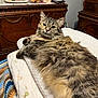 cat, tabby_cat, fluffy, pet, indoor, blanket, pillow, quilt, crocheted_blanket, wooden_furniture, dresser, vintage, cozy, relaxed, animal, feline, fur, resting, home, bedroom