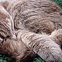 Punchy a rejoint le concours — aidez-le/la à gagner de superbes lots ! animal, cat, closeup, cozy, cute, domestic_cat, feline, fur, gray_cat, green, indoor, knit_blanket, paw, pet, relaxation, resting, sleeping, soft, tail, whiskers