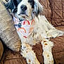 Lacey is registered to the contest to win money with this photo: dog, spotted_dog, bandana, couch, brown_couch, pillow, relaxed, pet, indoor, fur, white_fur, black_spots, orange_spots, long_fur, animal, companion, laying_down, canine, domestic_animal, cozy
