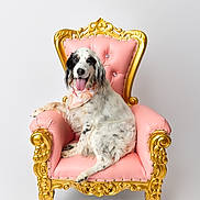 Lacey joined the competition — help win amazing prizes! dog, spotted_dog, bandana, pink_chair, gold_chair, ornate_chair, pet, animal, tongue_out, happy, seated, indoor, white_background, fluffy, cute, portrait, studio_photo, relaxed, smiling, furry