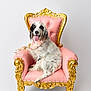 dog, spotted_dog, bandana, pink_chair, gold_chair, ornate_chair, pet, animal, tongue_out, happy, seated, indoor, white_background, fluffy, cute, portrait, studio_photo, relaxed, smiling, furry