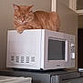Garfield participe au concours pour gagner de l'argent avec cette photo : cat, ginger_cat, microwave, appliance, kitchen, nap, sleeping, feline, indoor, household, resting, orange_cat, cozy, quiet, countertop, electronics, domestic, pet, relaxed, small_appliance