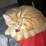 Garfield a rejoint le concours — aidez-le/la à gagner de superbes lots ! animal, cat, close_up, cozy, curled_up, cute, domestic_cat, feline, fur, ginger_cat, indoor, orange, paw, pet, relaxed, resting, sleepy, tabby, tail, whiskers