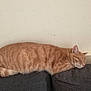 cat, orange_tabby, sleeping, couch, furniture, indoor, pet, fur, resting, domestic_animal, cozy, relaxed, animal, whiskers, tail, ear, nose, side_view, home, quiet