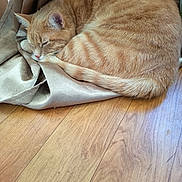 Garfield participe au concours pour gagner de l'argent avec cette photo : cat, ginger_cat, sleeping, curled_up, feline, indoor, wooden_floor, curtain, striped_fur, pet, resting, cozy, domestic_animal, fur, whiskers, tail, close_up, natural_light, quiet, relaxed