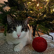 Marvin is registered to the contest to win money with this photo: cat, christmas_tree, ornament, red_ball, carpet, indoor, pet, whiskers, holiday, decorations, feline, curious, greenery, festive, closeup, paw, relaxed, animal, cute, lighting