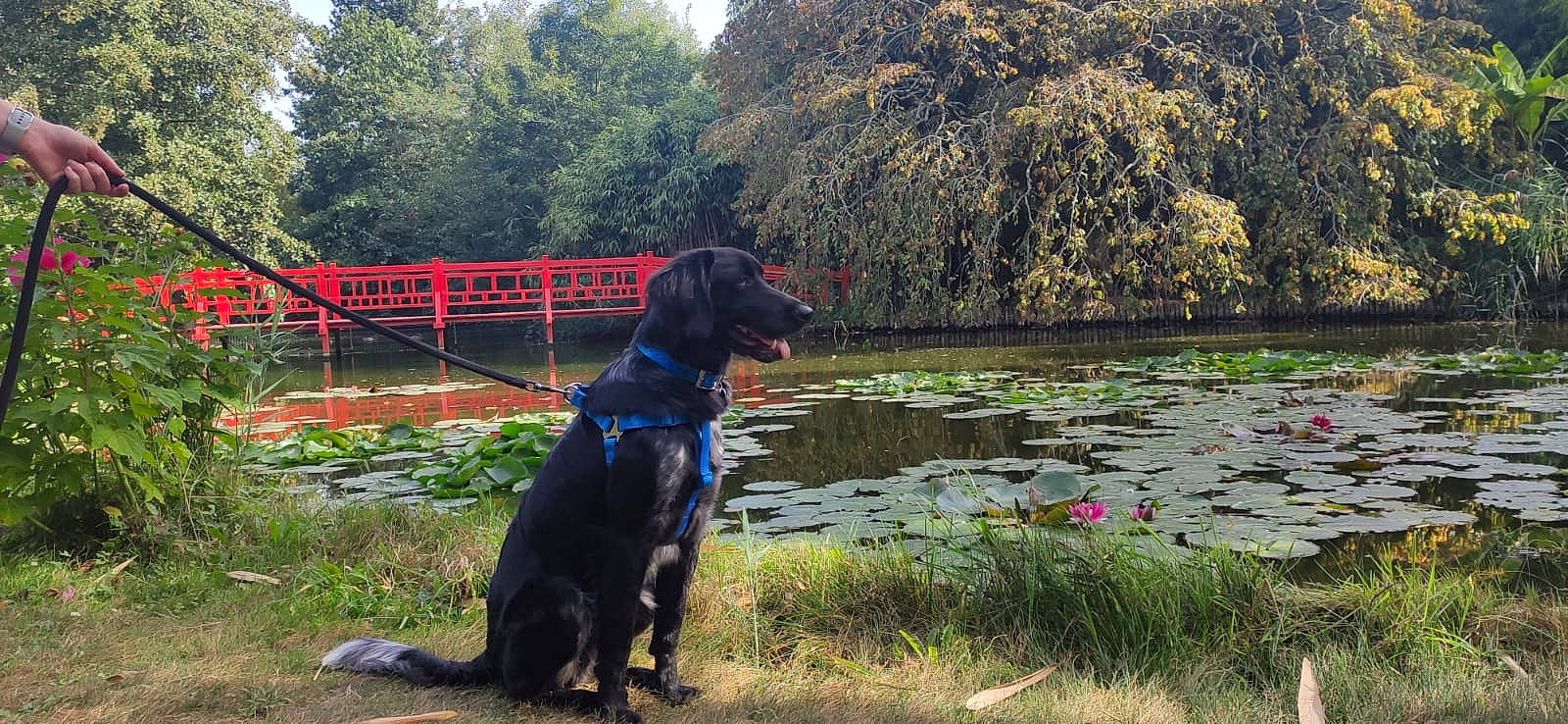 Rogues participe au concours pour gagner de l'argent avec cette photo : adventure, bog, canidae, carnivore, collar, dog, dog_breed, dog_collar, grass, guard_dog, gun_dog, lake, landscape, leisure, plant, sporting_group, tree, water, working_animal, working_dog