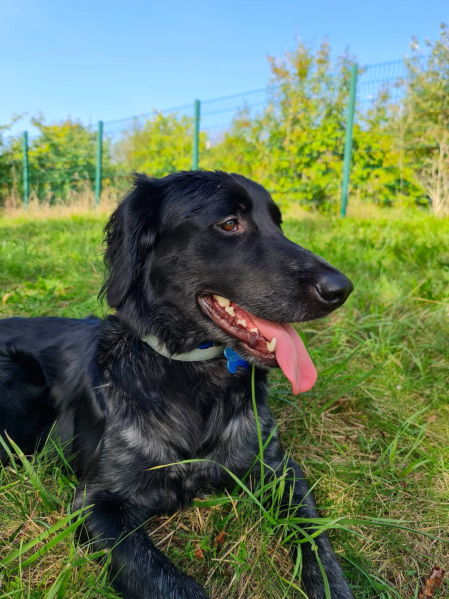 Rogues participe au concours pour gagner de l'argent avec cette photo : borador, canidae, carnivore, collar, companion_dog, dog, dog_breed, dog_collar, fur, grass, gun_dog, leash, plant, pointing_breed, retriever, sky, snout, tail, tree, working_animal