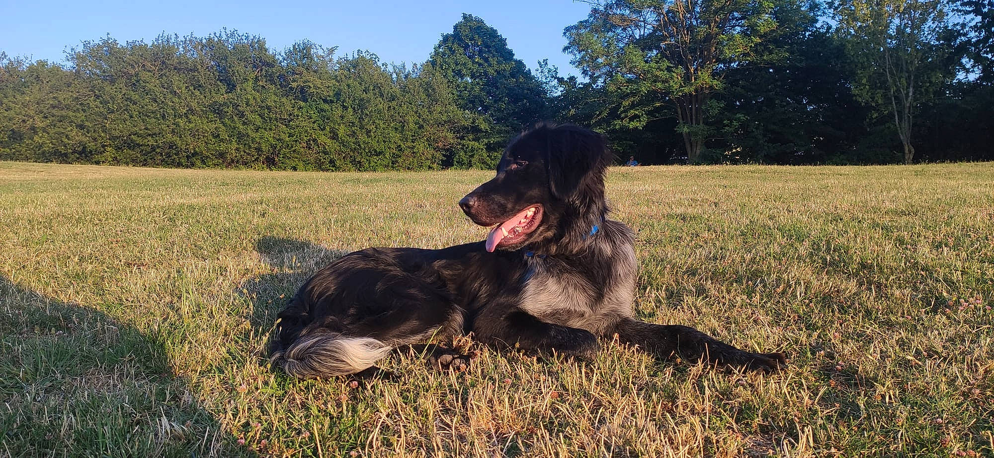 Rogues a rejoint le concours — aidez-le/la à gagner de superbes lots ! borador, canidae, carnivore, companion_dog, dog, dog_breed, dog_collar, grass, grassland, guard_dog, gun_dog, happy, herding_dog, plant, retriever, sky, snout, sporting_group, tree, working_animal