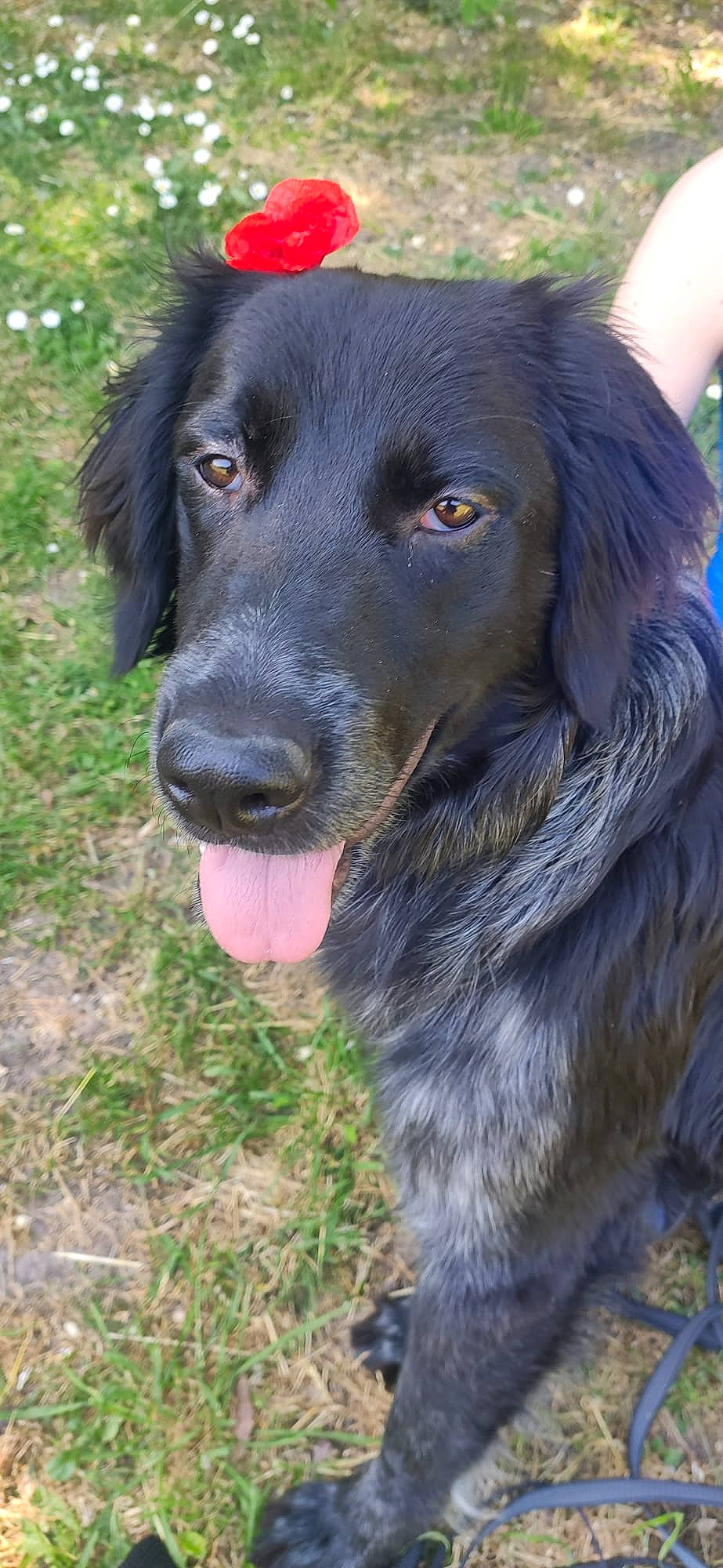 Rogues participe au concours pour gagner de l'argent avec cette photo : borador, canidae, carnivore, collar, companion_dog, dog, dog_breed, dog_collar, fur, grass, guard_dog, gun_dog, hunting_dog, retriever, sporting_group, whiskers, working_animal, working_dog