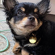 Ace a rejoint le concours — aidez-le/la à gagner de superbes lots ! dog, small_dog, black_fur, tan_fur, pet_collar, dog_tag, ears, paw, floor, indoor, cute, animal, closeup, laying_down, fur_texture, whiskers, nose, alert, relaxed, portrait