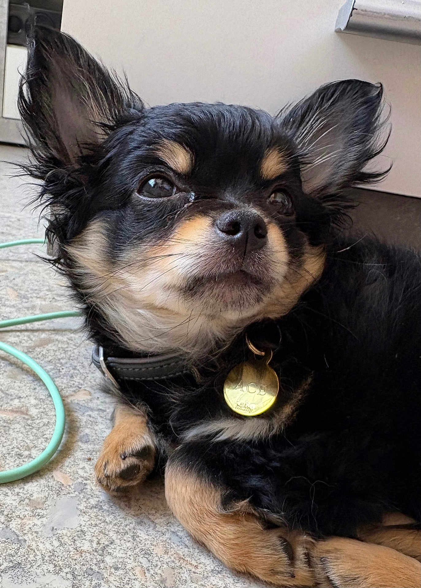 Ace a rejoint le concours — aidez-le/la à gagner de superbes lots ! dog, small_dog, black_fur, tan_fur, pet_collar, dog_tag, ears, paw, floor, indoor, cute, animal, closeup, laying_down, fur_texture, whiskers, nose, alert, relaxed, portrait