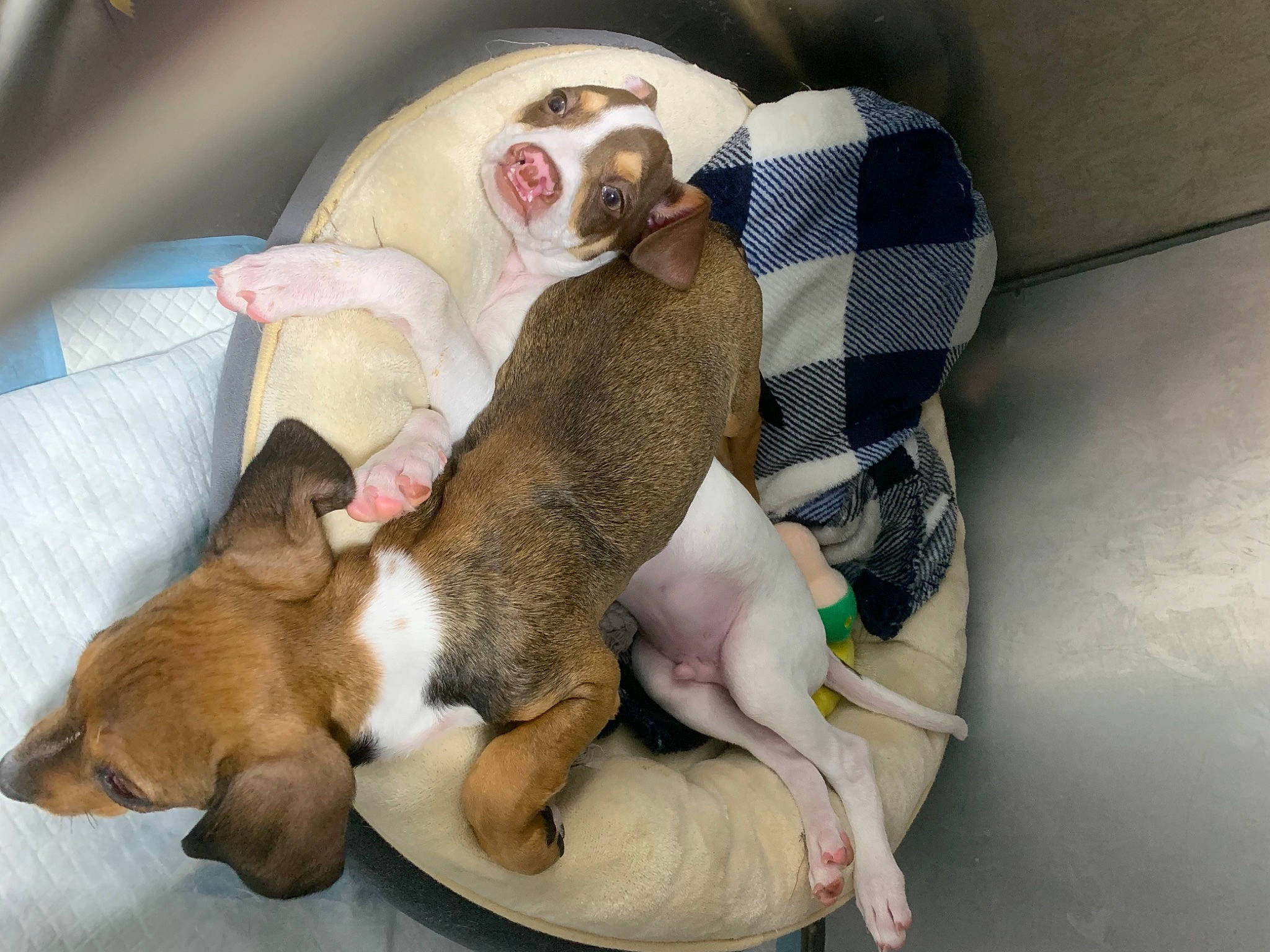 Chestnut joined the competition — help win amazing prizes! canidae, carnivore, comfort, companion_dog, dog, dog_bed, dog_breed, dog_supply, fawn, fur, liver, nap, paw, sleep, snout, sporting_group, tail, toy_dog, whiskers, working_animal