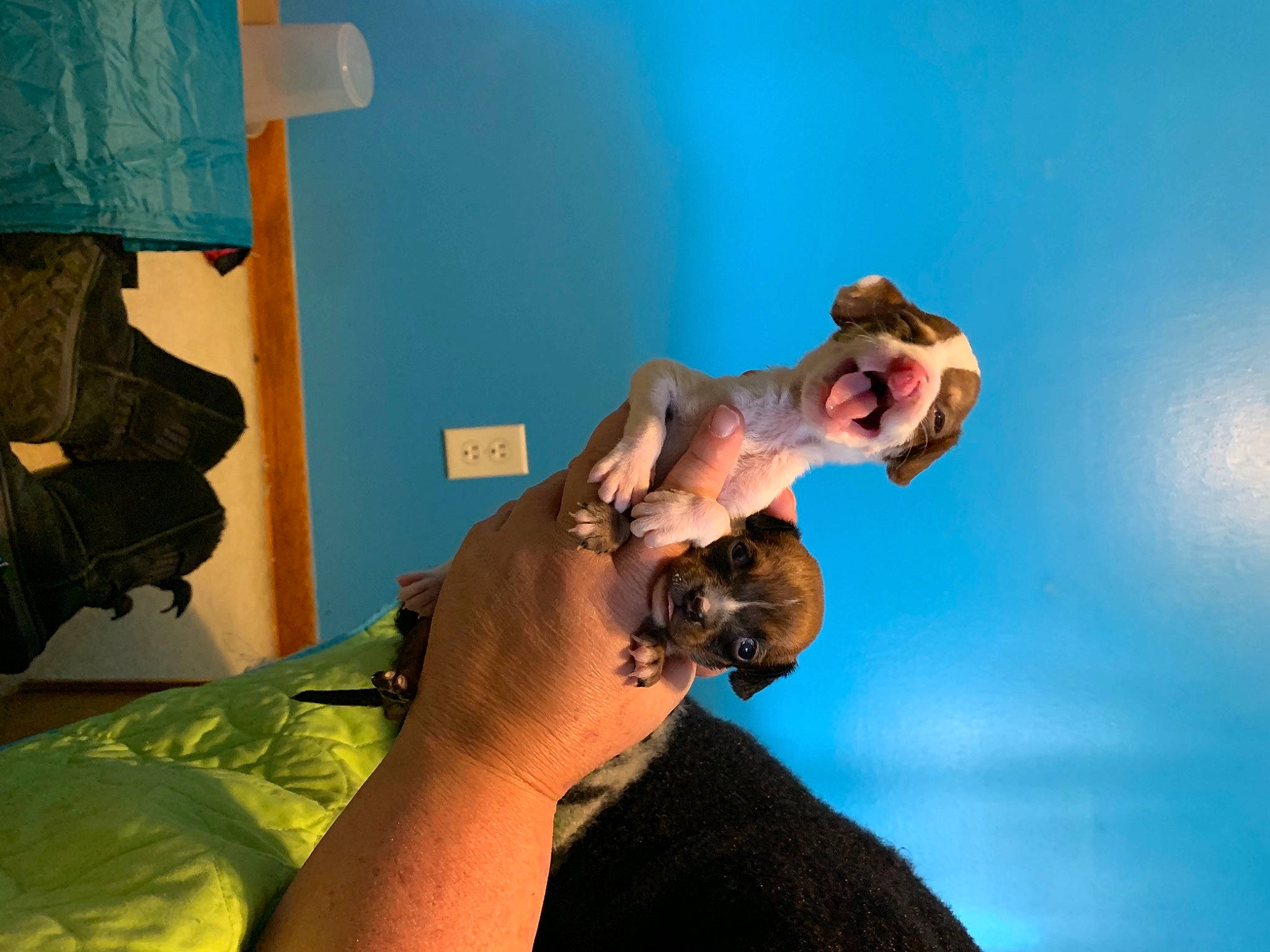 Chestnut joined the competition — help win amazing prizes! abdomen, barechested, blue, chest, comfort, elbow, eyewear, fawn, flash_photography, fun, hand, happy, human_leg, jaw, knee, landscape, room, sunglasses, trunk, wrist