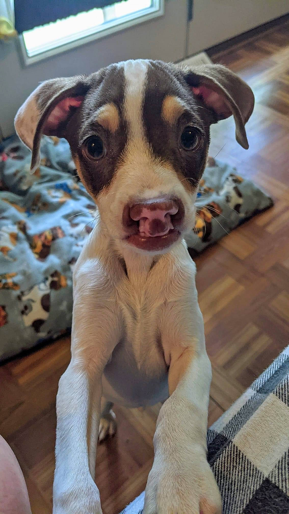 Chestnut joined the competition — help win amazing prizes! canidae, carnivore, collar, comfort, companion_dog, dog, dog_breed, dog_collar, ear, fawn, flooring, fur, guard_dog, linens, non_sporting_group, snout, terrestrial_animal, toy_dog, whiskers, working_animal