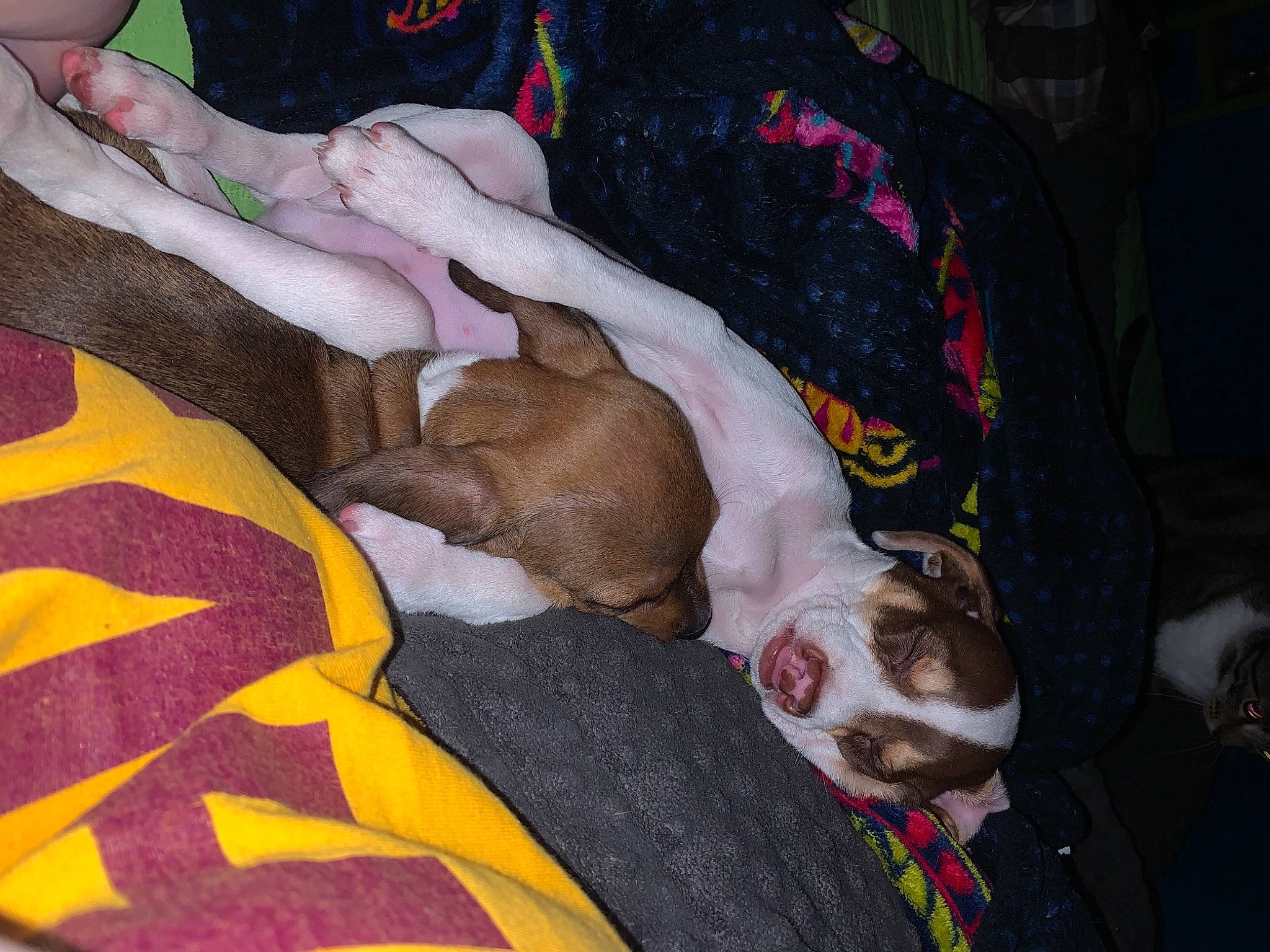 Chestnut joined the competition — help win amazing prizes! art, bed_sheet, bedding, blanket, canidae, carnivore, comfort, companion_dog, dog, dog_breed, dog_supply, fawn, linens, nap, non_sporting_group, pattern, sleep, sporting_group, visual_arts, working_animal