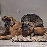 Annette Boulay participe au concours pour gagner de l'argent avec cette photo : dog, pets, indoor, floor, rug, brown_dog, brindle_dog, laying_down, animal, companions, cute, resting, tile_floor, two_dogs, canine, furry, domestic_animal, pile, relaxing, wall