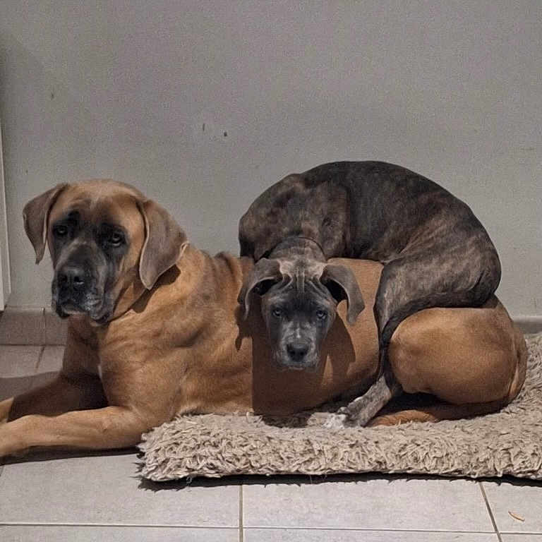Annette Boulay participe au concours pour gagner de l'argent avec cette photo : animal, brindle_dog, brown_dog, canine, companions, cute, dog, domestic_animal, floor, furry, indoor, laying_down, pets, pile, relaxing, resting, rug, tile_floor, two_dogs, wall