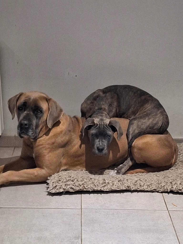 Annette Boulay participe au concours pour gagner de l'argent avec cette photo : dog, pets, indoor, floor, rug, brown_dog, brindle_dog, laying_down, animal, companions, cute, resting, tile_floor, two_dogs, canine, furry, domestic_animal, pile, relaxing, wall