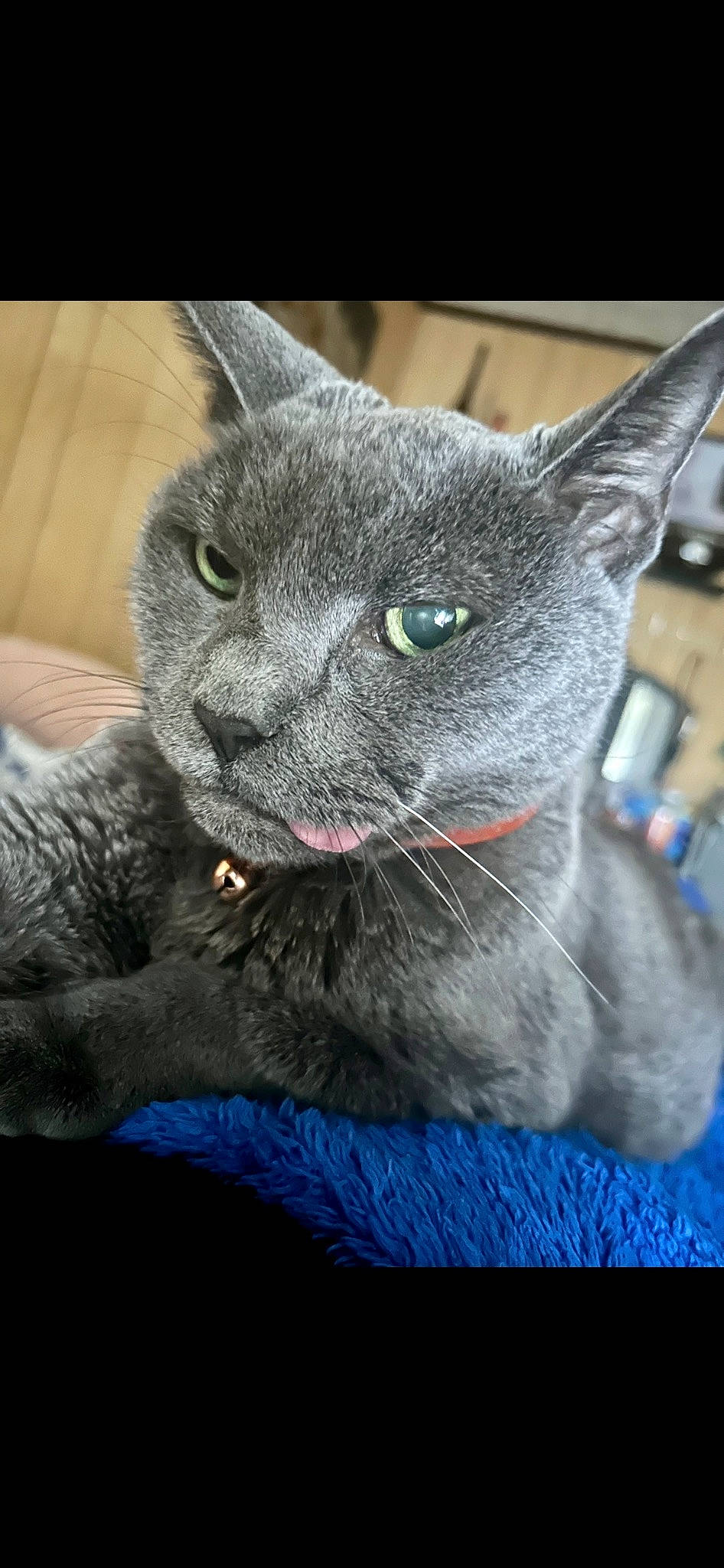 Smokey joined the competition — help win amazing prizes! carnivore, cat, claw, close_up, domestic_short_haired_cat, electric_blue, felidae, fur, grey, mammal, russian_blue, small_to_medium_sized_cats, snout, terrestrial_animal, vertebrate, whiskers