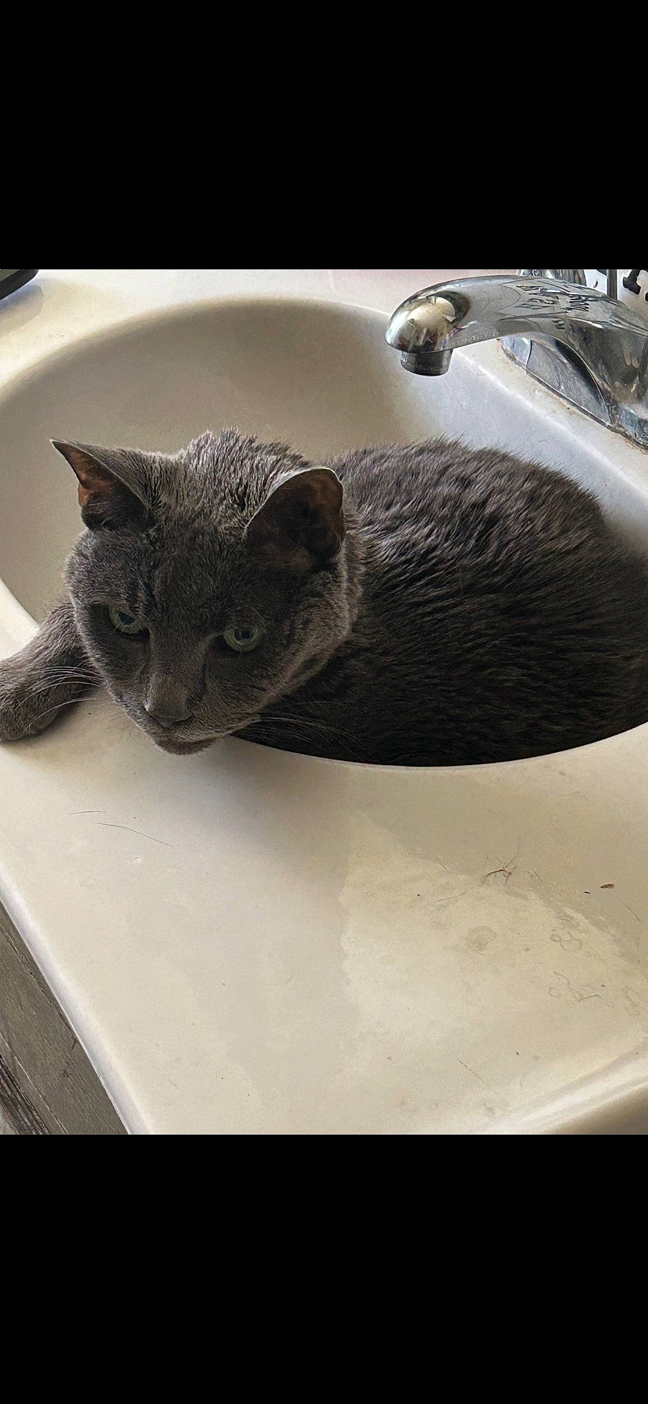 Smokey is registered to the contest to win money with this photo: bathroom, bathroom_sink, carnivore, cat, cat_supply, comfort, domestic_short_haired_cat, felidae, fur, grey, metal, plumbing, plumbing_fixture, sink, small_to_medium_sized_cats, snout, tail, tap, terrestrial_animal, whiskers