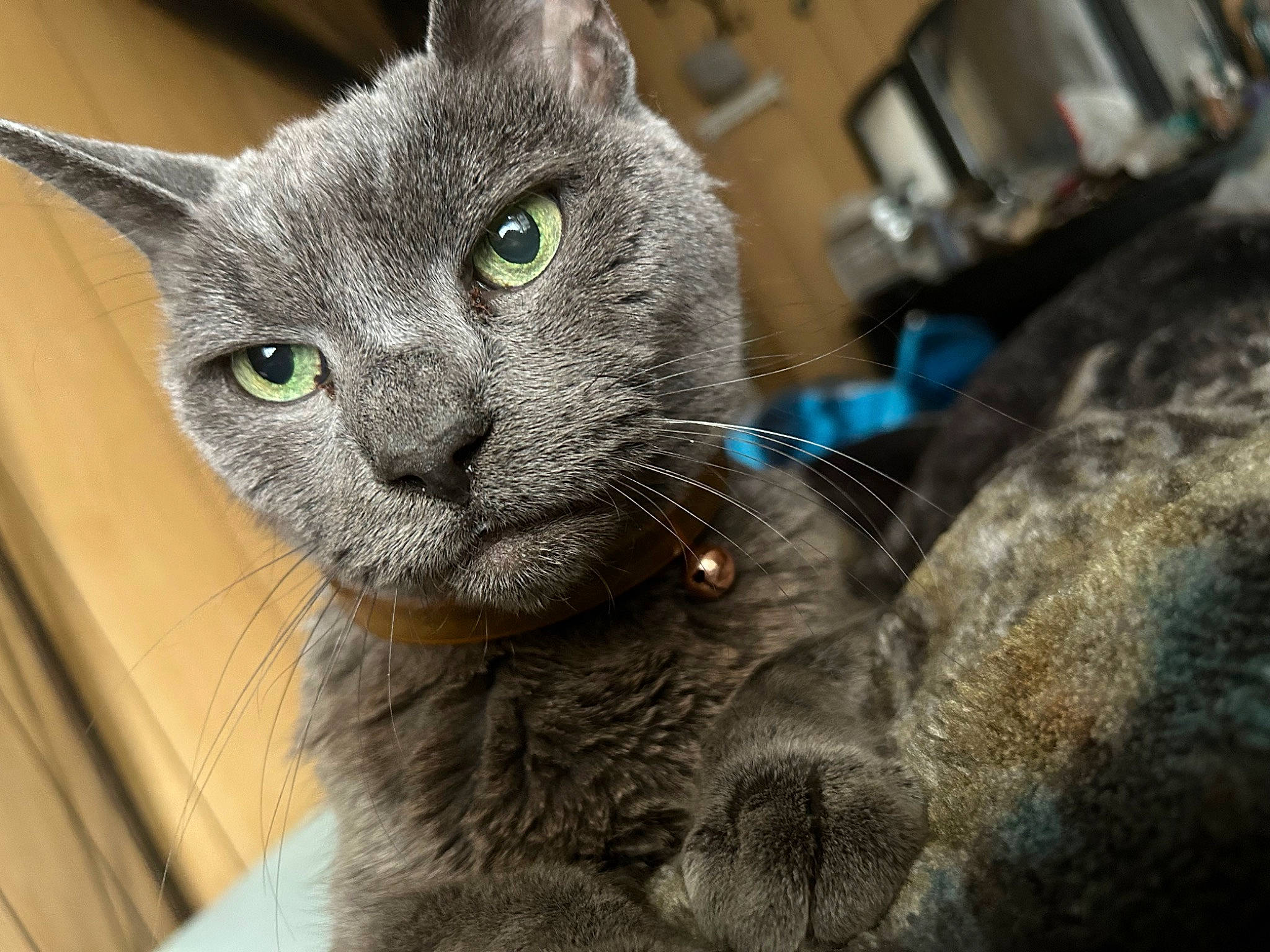 Smokey is registered to the contest to win money with this photo: carnivore, cat, claw, domestic_short_haired_cat, electric_blue, felidae, fur, grey, kitchen_appliance, russian_blue, small_to_medium_sized_cats, snout, terrestrial_animal, whiskers