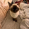 cat, siamese_cat, pet, animal, bed, blanket, patterned_bedspread, indoor, fur, whiskers, ears, cute, looking_up, cozy, sleepy, domestic, feline, resting, soft_lighting, home