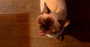 Boa joined the competition — help win amazing prizes! cat, siamese_cat, pet, animal, wooden_floor, indoor, looking_up, tongue_out, shadow, brown, cream, fur, whiskers, ears, flooring, domestic_animal, cute, playful, light, shadow_play