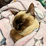cat, siamese_cat, sleeping, blanket, pink_blanket, cozy, indoor, pet, fur, cute, paw, resting, animal, face, ears, soft_texture, comfort, domestic_cat, wrapped, nap