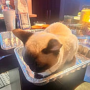 Boa joined the competition — help win amazing prizes! cat, siamese_cat, aluminum_tray, kitchen_counter, indoor, pet, feline, fur, resting, domestic_animal, animal, container, food_preparation_area, cup, bag, blurry_background, warm_lighting, cozy, relaxed, table