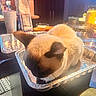 cat, siamese_cat, aluminum_tray, kitchen_counter, indoor, pet, feline, fur, resting, domestic_animal, animal, container, food_preparation_area, cup, bag, blurry_background, warm_lighting, cozy, relaxed, table