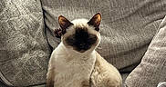 Boa is registered to the contest to win money with this photo: animal, cat, comfort, couch, cozy, cushions, domestic, ears, fur, furniture, home, indoor, pet, relaxed, resting, siamese_cat, sitting, soft, tail, whiskers