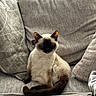 cat, siamese_cat, couch, cushions, indoor, pet, fur, sitting, relaxed, cozy, home, animal, whiskers, tail, ears, soft, comfort, resting, furniture, domestic