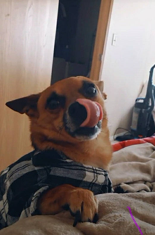 Rockie is registered to the contest to win money with this photo: canidae, carnivore, chihuahua, companion_dog, dog, dog_breed, fawn, mammal, nose, puppy, snout, toy_dog