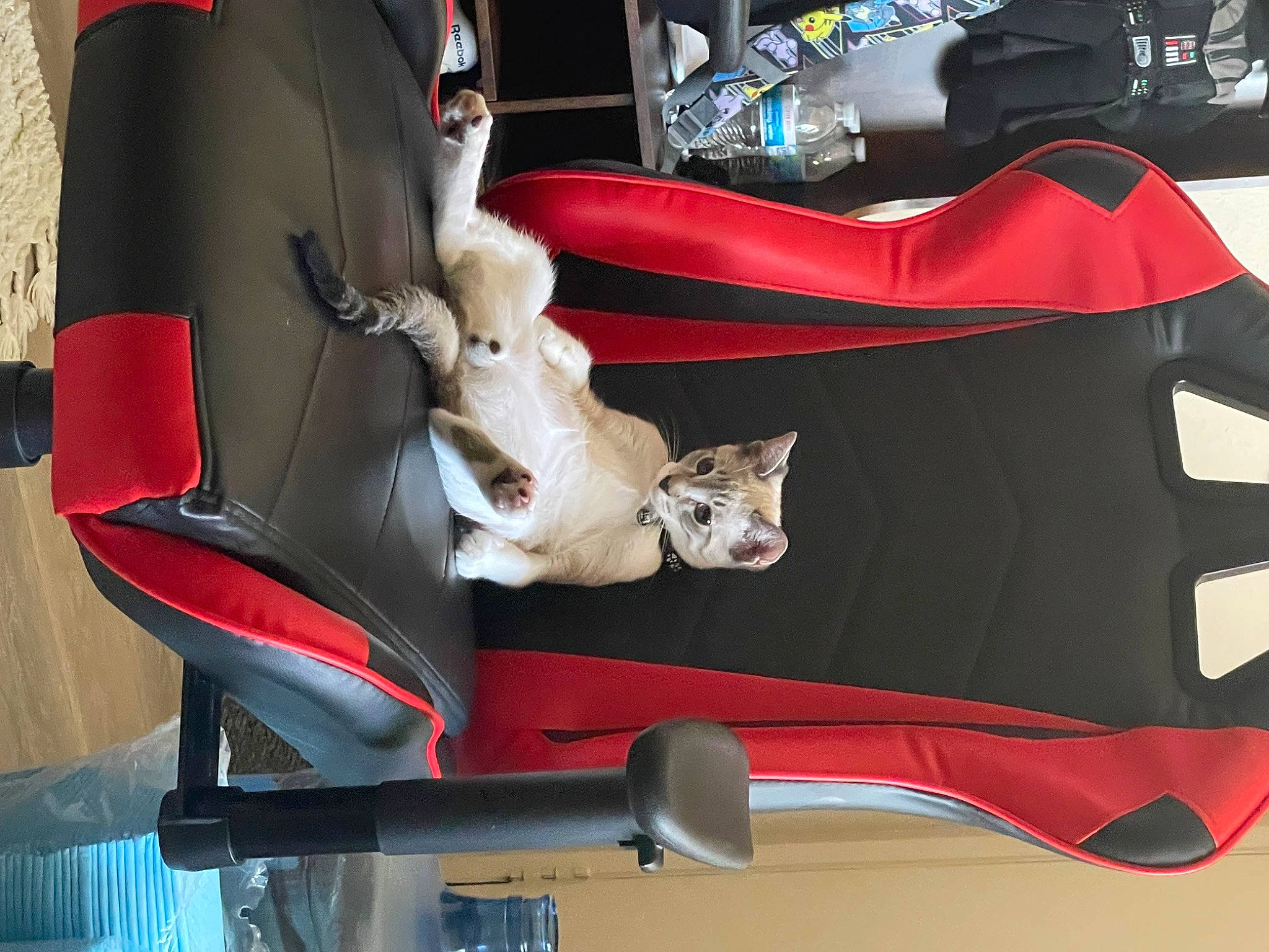 Bobby is registered to the contest to win money with this photo: auto_part, automotive_design, automotive_exterior, canidae, car_seat, carmine, carnivore, comfort, companion_dog, dog, felidae, machine, room, tail, trunk, vehicle_door