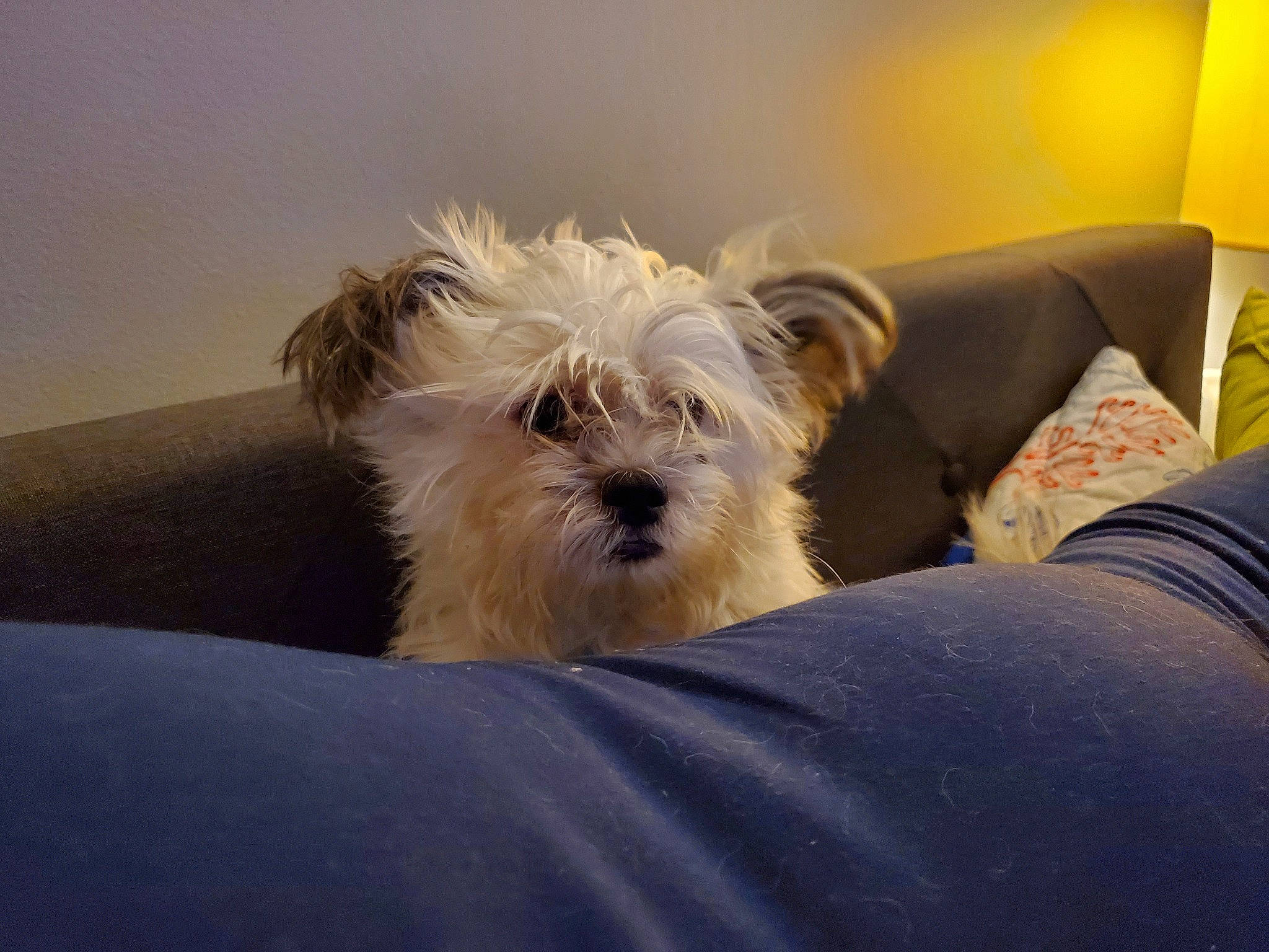 Pearl is registered to the contest to win money with this photo: bolonka, canidae, carnivore, companion_dog, dog, dog_breed, glen_of_imaal_terrier, maltepoo, maltese, mammal, morkie, puppy, rare_breed_dog, schnoodle, shih_tzu, small_terrier, snout, terrier, toy_dog, vertebrate