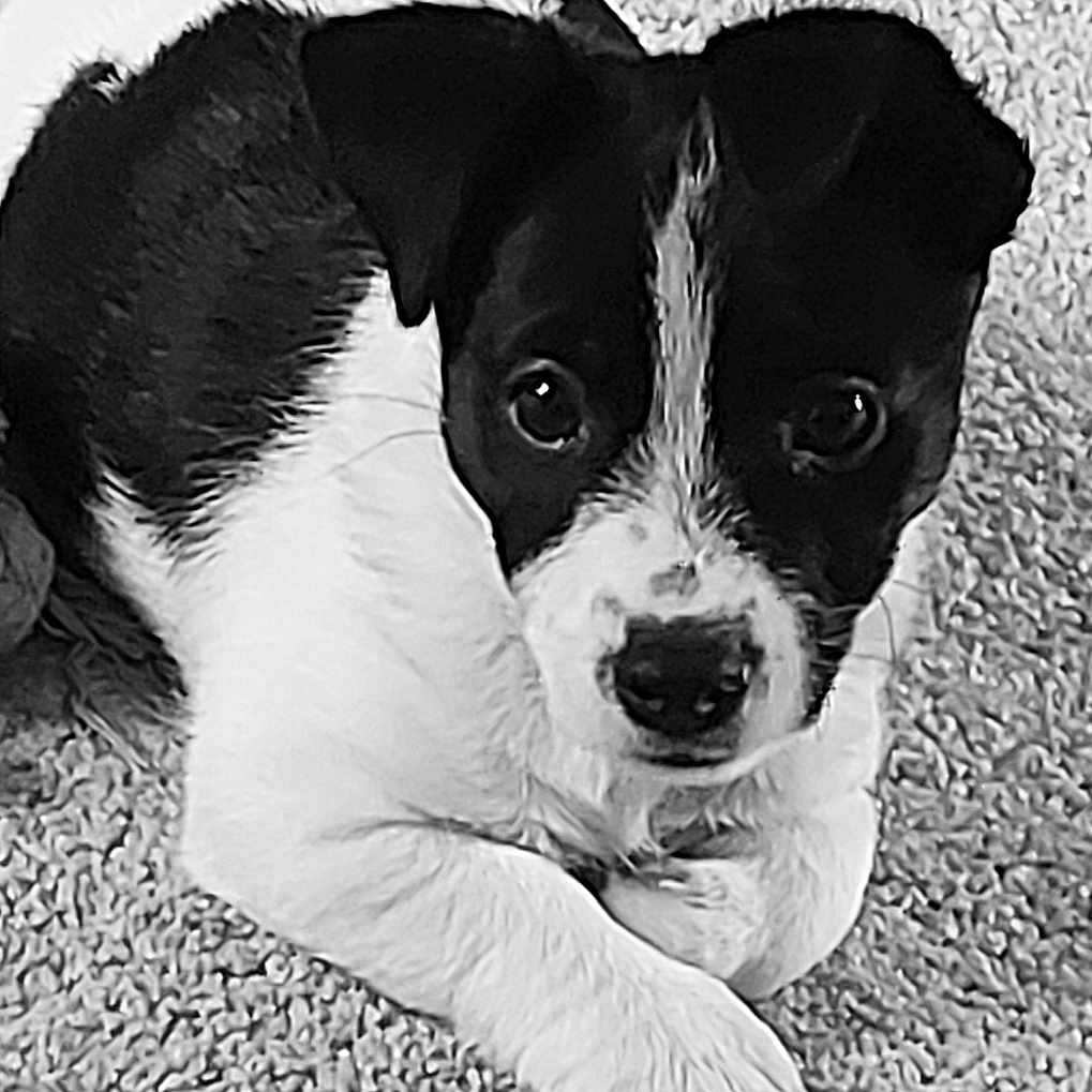 Geezer joined the competition — help win amazing prizes! animal, beagle, bostonbull, boxer, bulldog, canine, chihuahua, cockerspaniel, dog, face, head, hound, papillon, person, pet, pitbull, pointer, puppy, terrier, whitedog