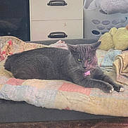 Cow Cow joined the competition — help win amazing prizes! cat, gray_cat, pet_bed, quilt, blanket, plush_toy, indoor, cozy, feline, resting, collar, pink_collar, fur, animal, mammal, household, carpet, furniture, relaxing, domestic_animal