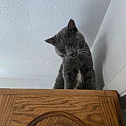 Cow Cow joined the competition — help win amazing prizes! animal, cat, ceiling, close_up, collar, curious, domestic_cat, ears, feline, fur, gray_cat, household, indoor, looking_down, pet, quiet, resting, still_life, whiskers, wooden_cabinet