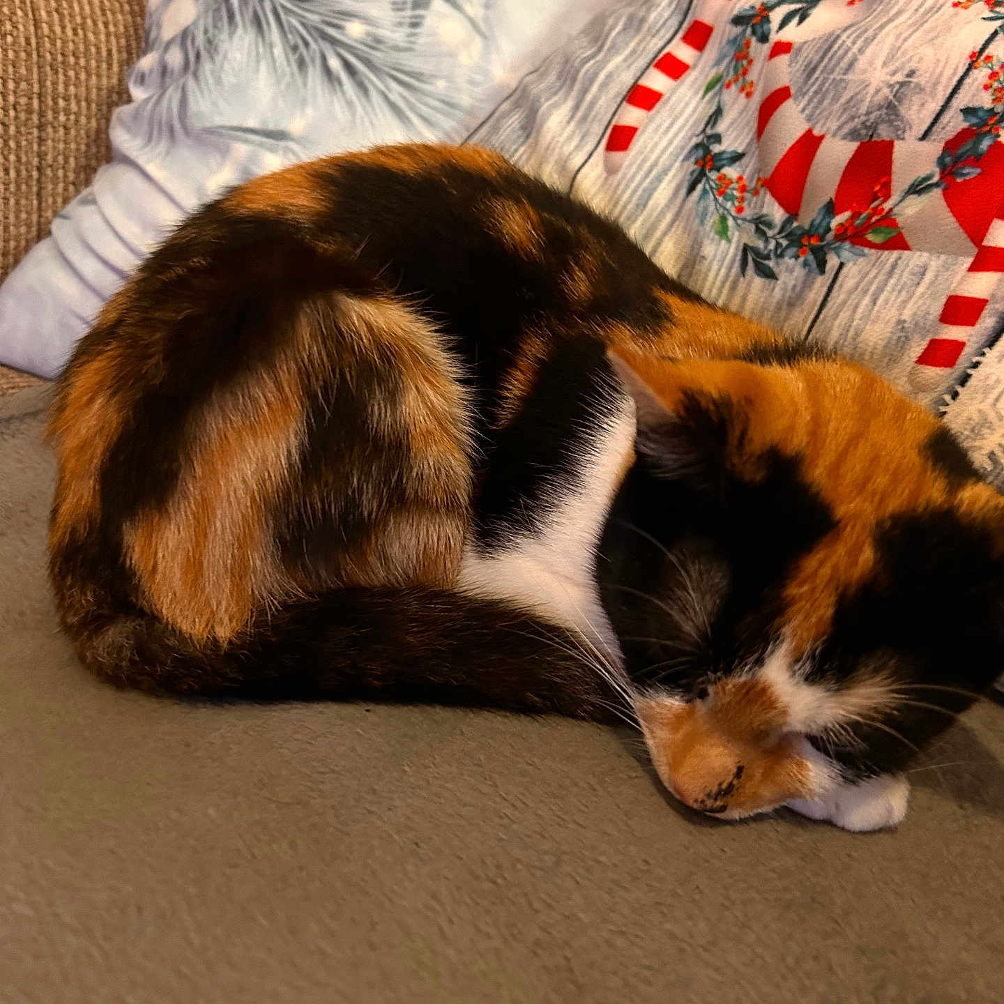 Podge is registered to the contest to win money with this photo: animal, calico, cat, couch, cozy, curled_up, cute, decor, fur, holiday, home, indoor, mammal, pet, pillow, relaxing, resting, sleeping, soft, whiskers