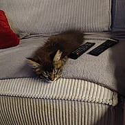 Ares a rejoint le concours — aidez-le/la à gagner de superbes lots ! cat, kitten, pet, sofa, couch, remote_control, blanket, pillow, fur, whiskers, sleeping, nap, living_room, indoor, television_remote, electronics, cozy, brown_fur, striped, ear