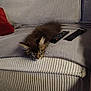 cat, kitten, pet, sofa, couch, remote_control, blanket, pillow, fur, whiskers, sleeping, nap, living_room, indoor, television_remote, electronics, cozy, brown_fur, striped, ear