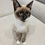 Amalia participe au concours pour gagner de l'argent avec cette photo : cat, siamese_cat, blue_eyes, pet, animal, feline, whiskers, ears, paws, couch, indoor, furniture, domestic_animal, sitting, looking, fur, cute, curious, light_gray, household