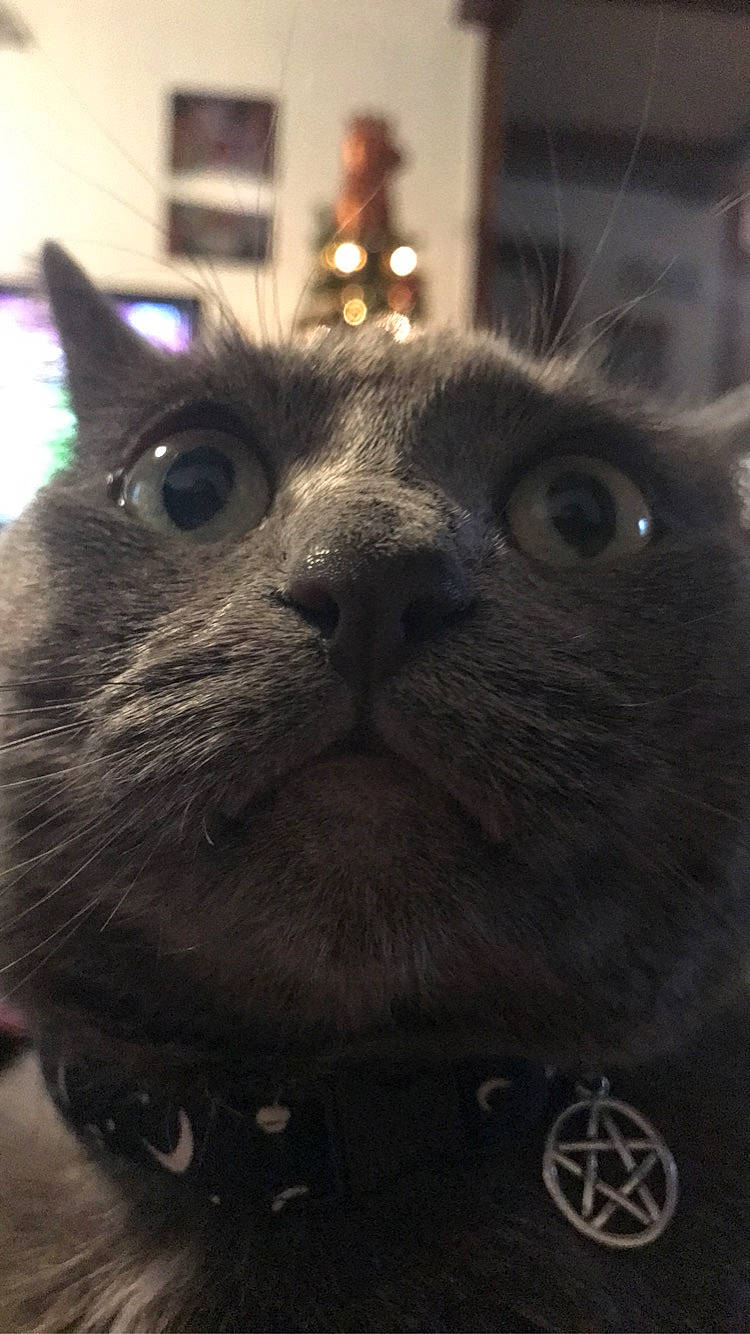 Birtha joined the competition — help win amazing prizes! asian, black_cat, british_longhair, british_semi_longhair, british_shorthair, burmese, carnivore, cat, chartreux, domestic_short_haired_cat, felidae, fur, kitten, korat, mammal, nebelung, russian_blue, small_to_medium_sized_cats, snout, whiskers