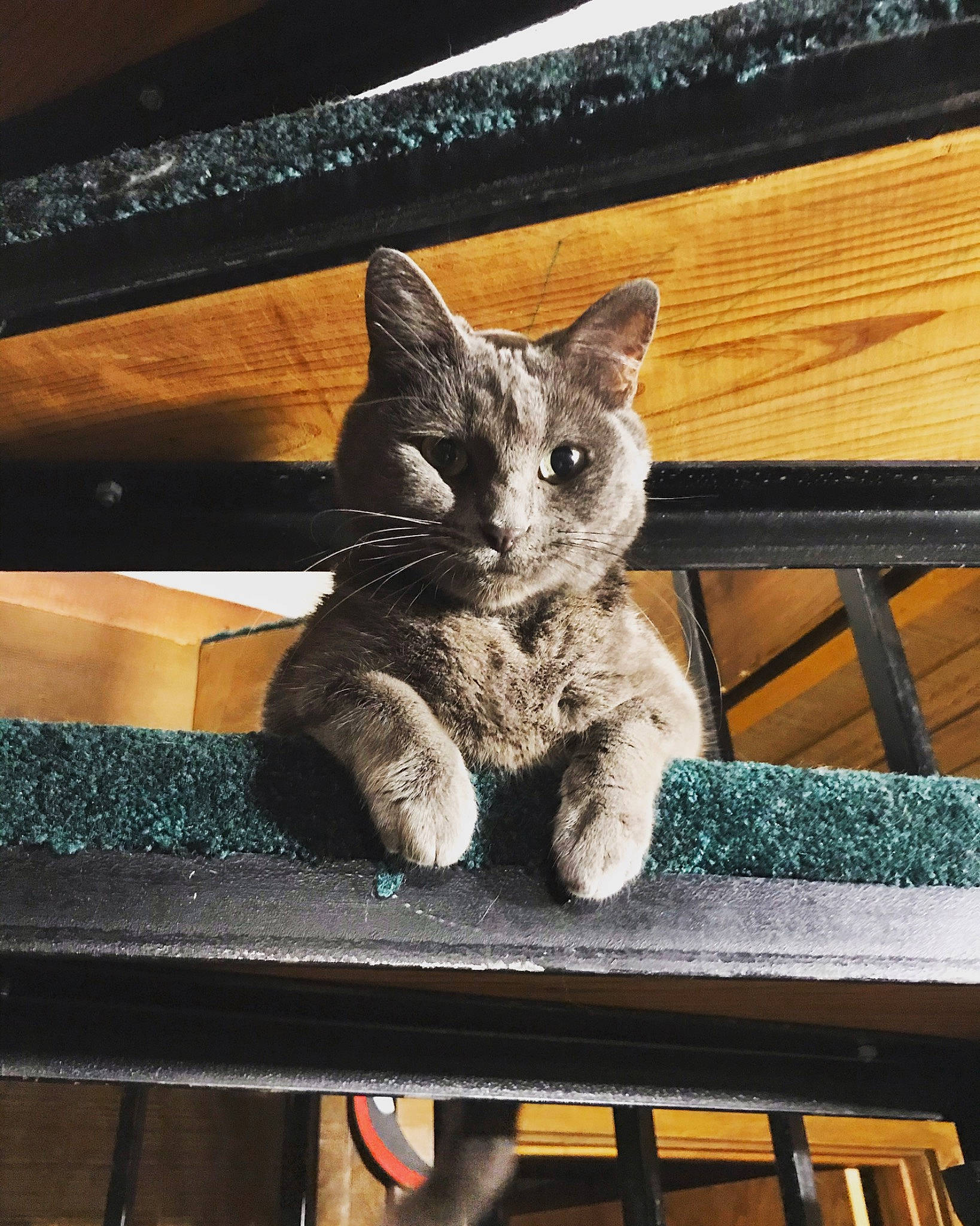 Birtha joined the competition — help win amazing prizes! asian, british_shorthair, carnivore, cat, chartreux, domestic_short_haired_cat, felidae, fur, kitten, russian_blue, small_to_medium_sized_cats, table, whiskers, wood