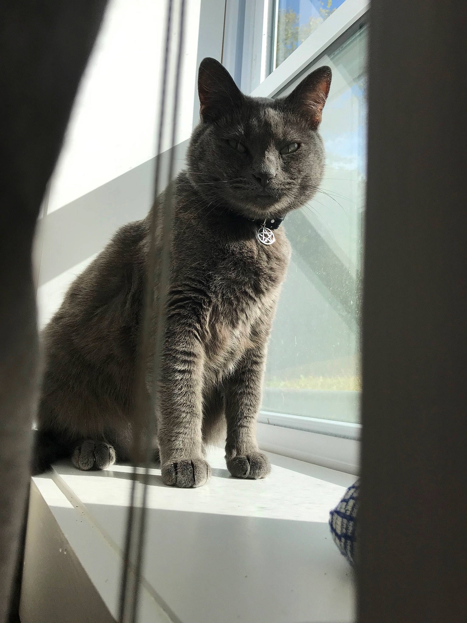 Birtha joined the competition — help win amazing prizes! black_and_white, british_shorthair, carnivore, cat, chartreux, domestic_short_haired_cat, felidae, fur, kitten, korat, mammal, nebelung, polydactyl_cat, russian_blue, small_to_medium_sized_cats, snout, tail, whiskers, window