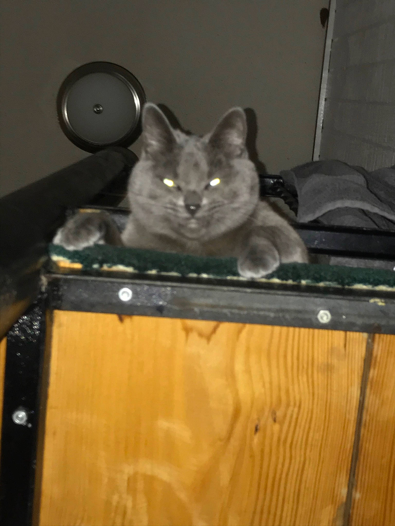 Birtha joined the competition — help win amazing prizes! carnivore, cat, chartreux, domestic_short_haired_cat, felidae, korat, russian_blue, small_to_medium_sized_cats, whiskers, wood