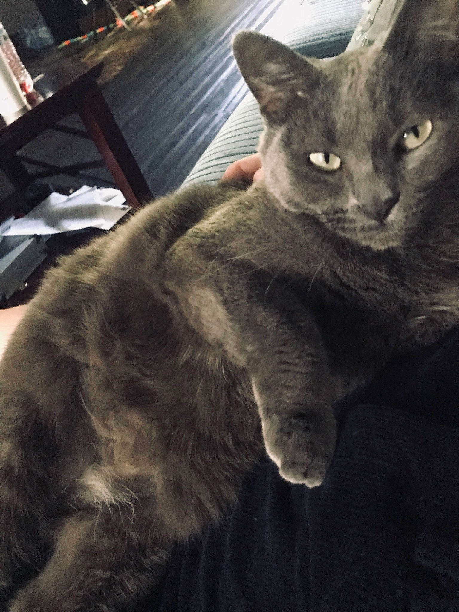 Birtha joined the competition — help win amazing prizes! asian, black_cat, british_shorthair, carnivore, cat, chartreux, domestic_short_haired_cat, ear, felidae, fur, german_rex, kitten, korat, mammal, nebelung, oriental_longhair, russian_blue, small_to_medium_sized_cats, snout, whiskers